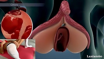 Inside Look At Female Orgasm Through Anatomy Biology